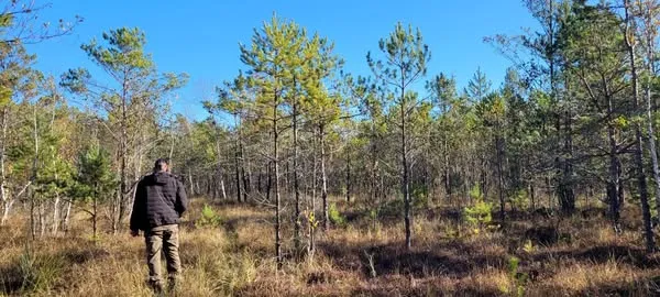 На унікальному болоті на Волині ростуть рідкісні рослини (фото)