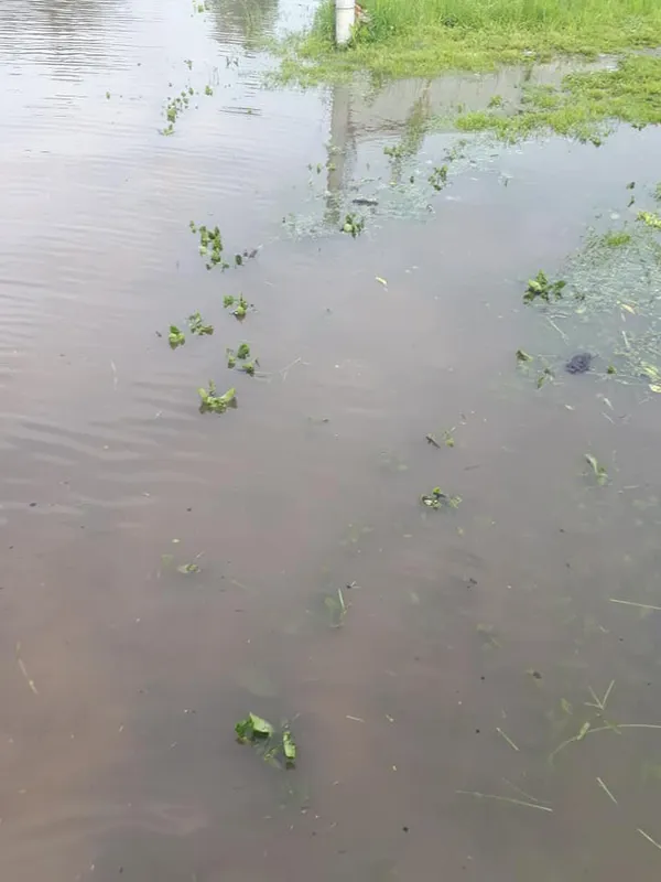 На Волині дощі залили три райони: рятувальники відкачують воду (фото)
