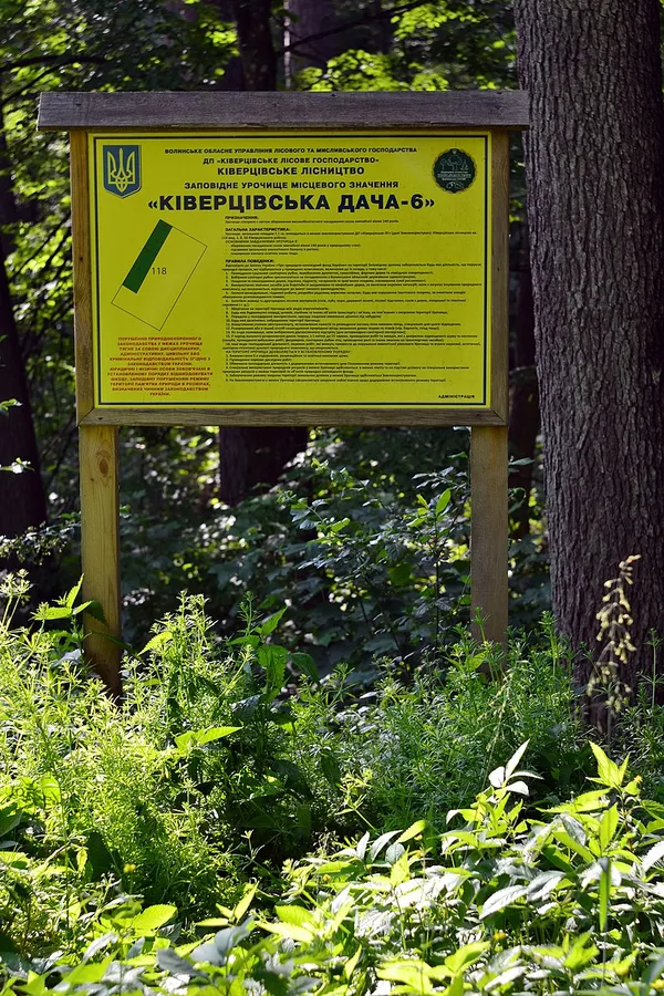 Старовікові сосни, які зберігають тишу століть: де на Волині можна торкнутись до 200-літніх дерев (фото)