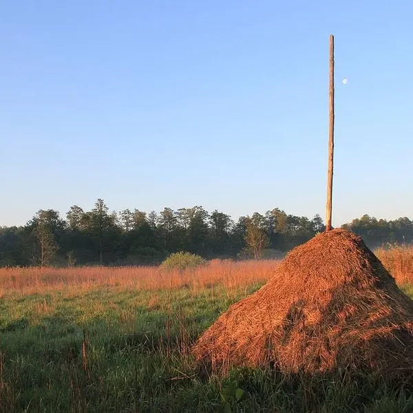 15 кілометрів дикої Волині: біля Луцька є унікальний природний коридор, де ростуть столітні ліси та живуть рідкісні звірі (фото)