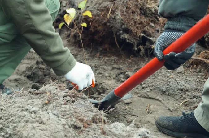 Мільйон дерев за добу: по всій Волині лісівники й волонтери долучилися до акції (фото)