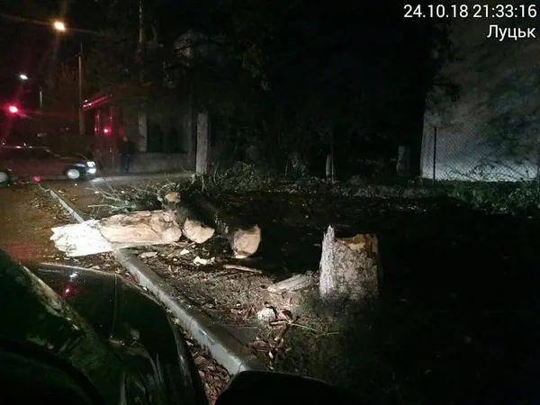 Сильний вітер повалив у Луцьку дерево (фото)
