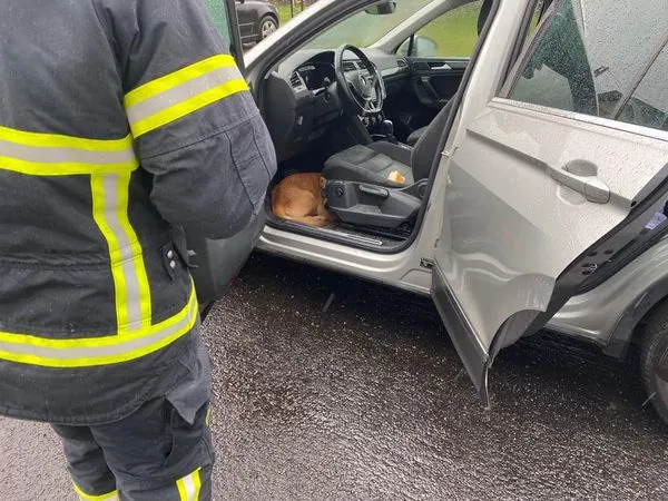 Сховався від грози: в Струмівці собака вліз в авто і не впускав господаря (фото)