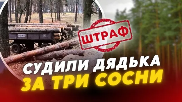 На Волині у лісі здійняли ґвалт через сосни: що там коїться (відео)