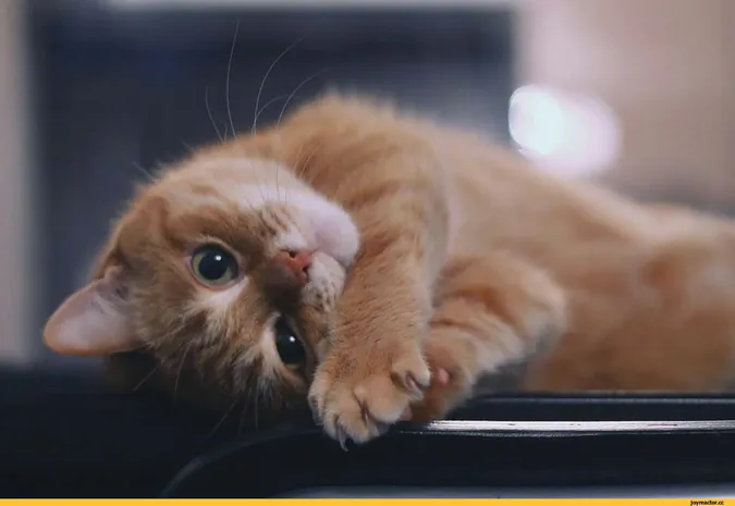 Головне у Луцьку: ТОП новин суботи, 14 січня