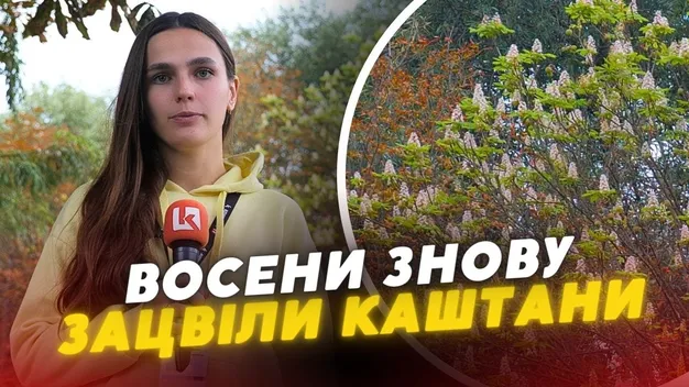 Аномалія природи: на Волині вдруге розцвіли каштани