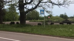 У Луцькому районі біля зупинки паслися дикі кабанчики (фото, відео)