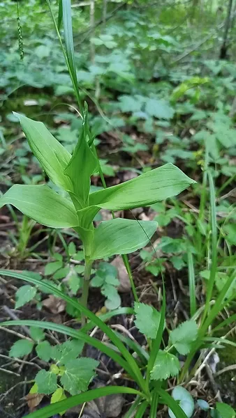 Коручка (Epipactis) — трав'яниста рослина родини орхідні (Orchidaceae)