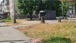 На Грушевського у Луцьку пустили під ніж «шість класних дерев» (фото)