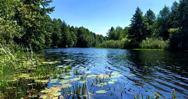 Стохід у Любешеві