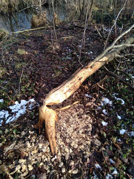 У нацпарку на Волині мешкає унікальний гризун-трудяга (фото)