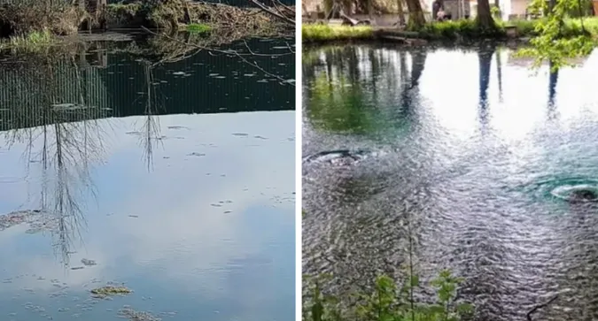 Вода зеленіє і плаває дохла риба: унікальні Оконські джерела зникли (відео)