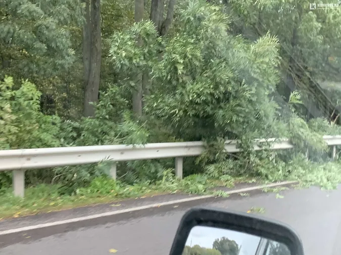 На трасі під Луцьком дерево впало на автівку (фото)