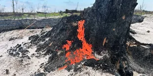 Вогонь на дереві: на Поліссі знайшли незвичайний гриб, який оживає після полум'я (фото)