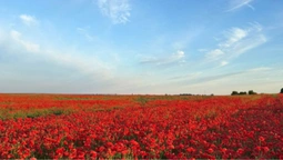 Волинь потонула у червоних барвах: в області масово зацвіли макові поля (фото)