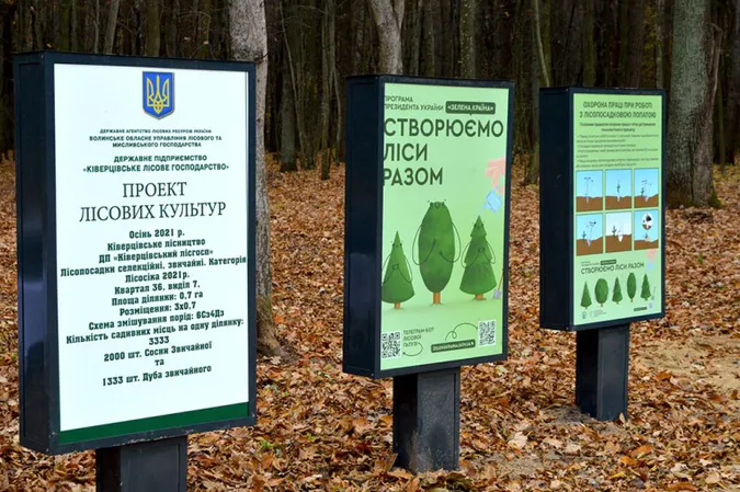 На Волині висадили тисячі дубів та сосен (фото)
