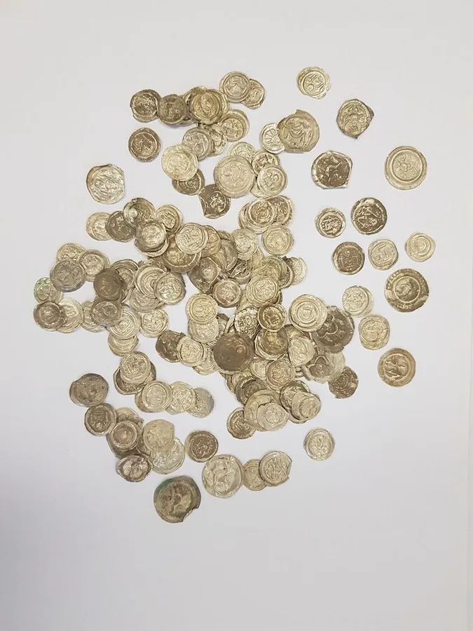 У Польщі собака розкопала рідкісну колекцію середньовічних монет (фото)