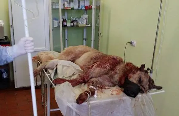 «Хотіли відрубати голову»: на Волині невідомі порубали собаку помічника нардепа (фото 18+)