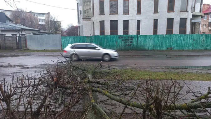У Луцьку на тротуар впало чимале дерево (фото)