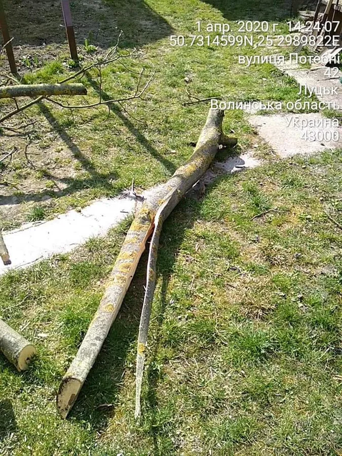У Луцьку на Потебні незаконно зрізували дерева (фото)
