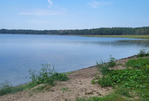 Перші сімейні фото: на волинському озері поселились лебеді (фото)