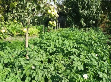 Волинянин у жовтні збере другий урожай картоплі