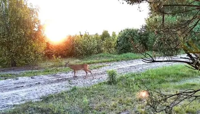 Скрин із відео Шацького НПП