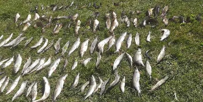 На Волині браконьєри наловили риби на майже 300 тисяч гривень (фото)
