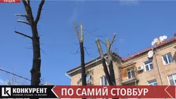 У Луцькраді обіцяють розібратися із «варварським» кронуванням дерев на Волі (відео)