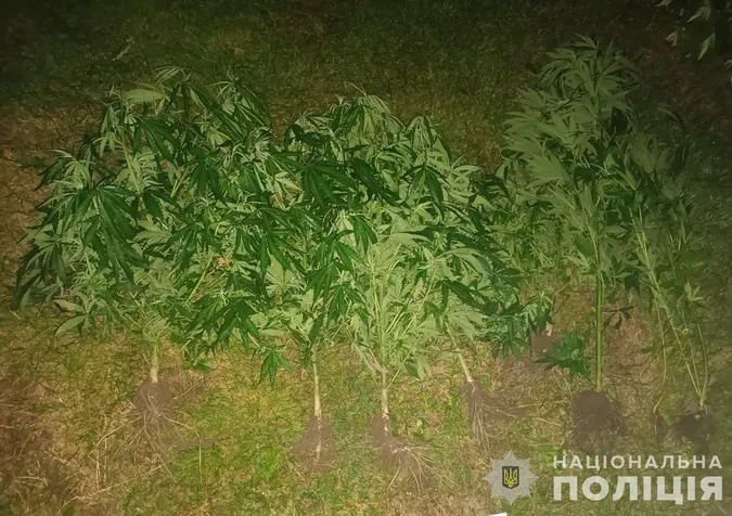 У Луцькому районі затримали 39-річного торговця канабісом (фото)