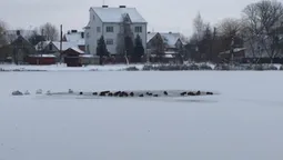На Теремнівських ставках у Луцьку замерзають птахи (фото, відео)