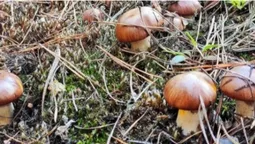 У лісі на Волині полізли маслюки: де збирають молоді гриби (фото)