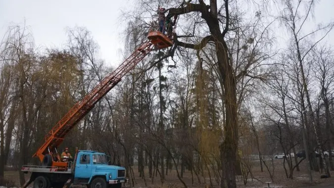 Що треба знати про зрізання дерев, - експерт