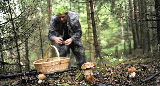 Сходити по гриби і вижити: поради волинських рятувальників