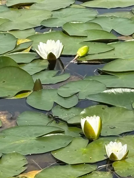 На Волині перевірили озеро Велике Чорне: що показали аналізи води (фото)