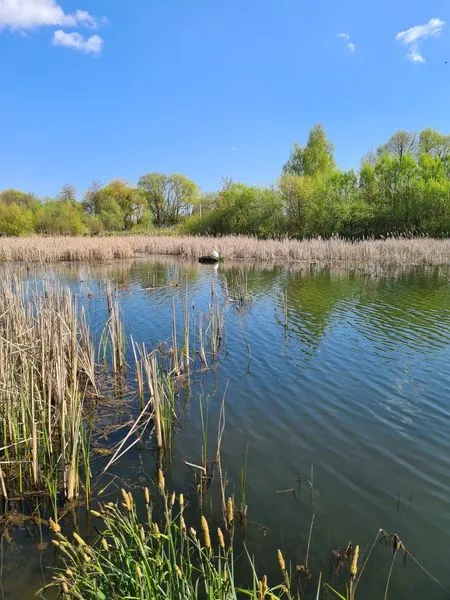 Синьо, зелено і тихо: весна на Теремнівських ставках (фото)