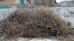У Луцьку обленерго захарастило гіллям територію біля приватного будинку (фото)
