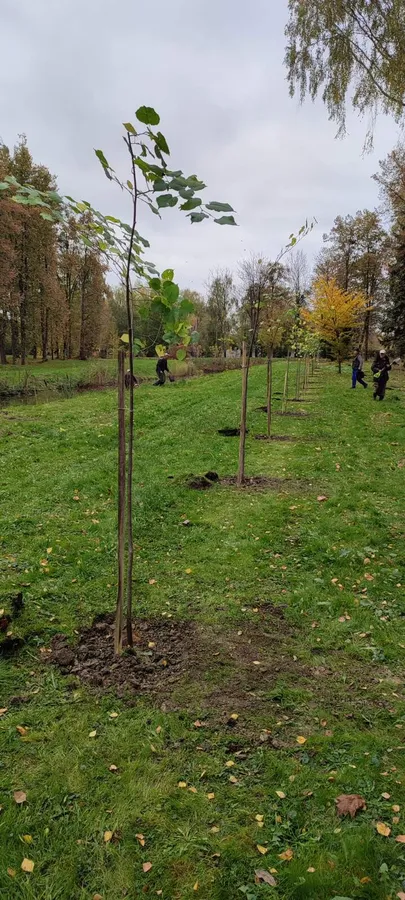 Парки, сквери, вулиці: у Луцькій громаді восени висадили 254 дерева та 285 кущів (фото)