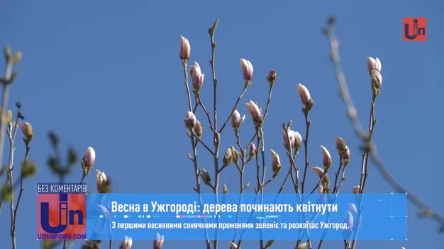 На Закарпатті розцвіли сакури та магнолії (фото)