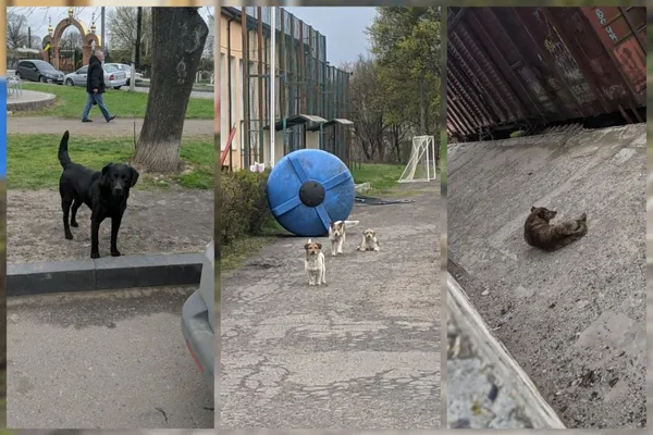 У Рожищі ловили безпритульних собак: що відбувається (фото)