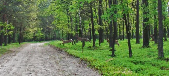 Частину лісів «Цуманської пущі» впорядкують