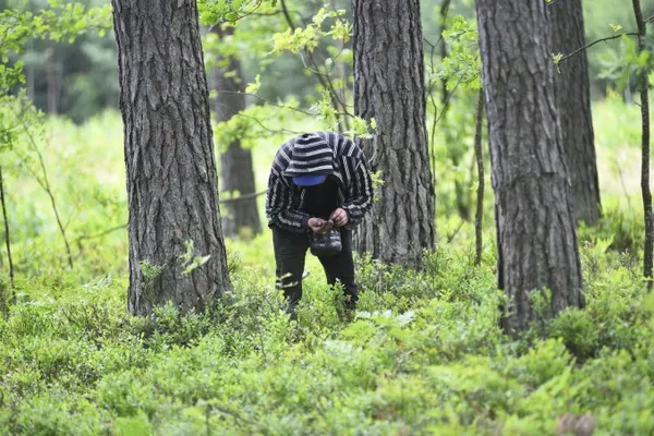 «Чорна валюта» Волині: лісівники закликають дбайливо ставитися до ягідників (фото)