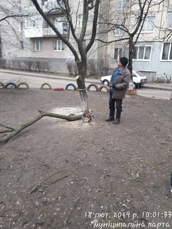 У луцькому дворі незаконно зрізали дерева (фото)