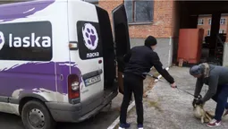 У Старій Вижівці відловили безпритульних собак (фото, відео)