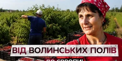 350 тонн малини на експорт: як на Волині збирають цьогорічний урожай (відео)