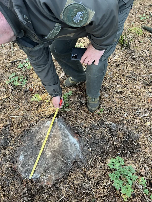 У нацпарку на Волині помітили масову незаконну вирубку лісу