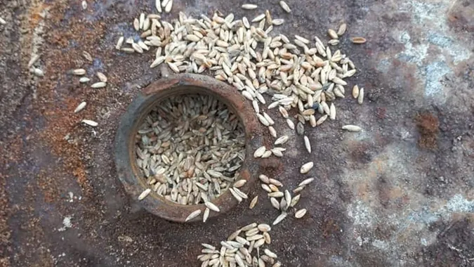 «Голодний» скарб: у галицькому лісі знайшли дві бочки по вінця набиті «їстівним золотом» (фото)