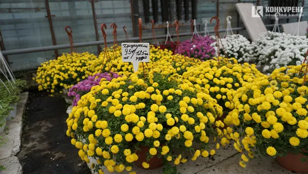 Хризантеми і різдвяні зірки: що цвіте за лаштунками «Волинської Голландії» (фото)