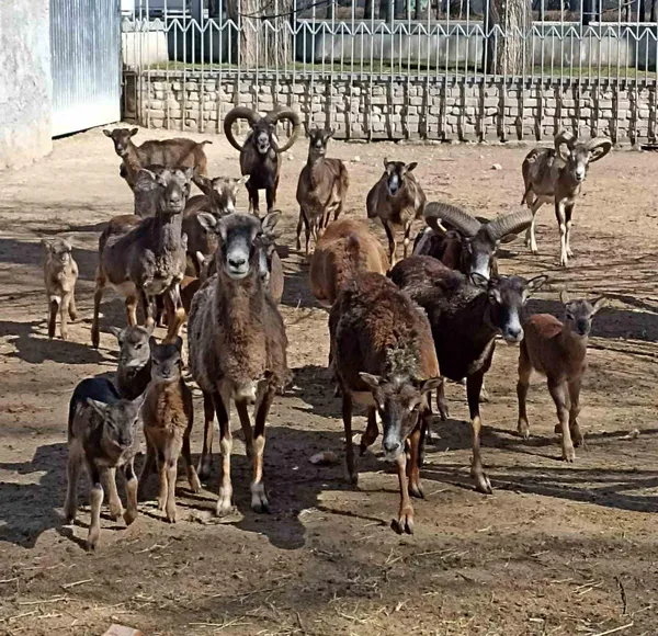В Одеському зоопарку народилися вісім муфлонів (фото)