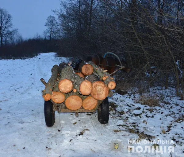 У лісі на Волині зрубали 59 сосен (фото, відео)
